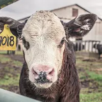 Kurban Idul Adha. (Foto: pixabay)