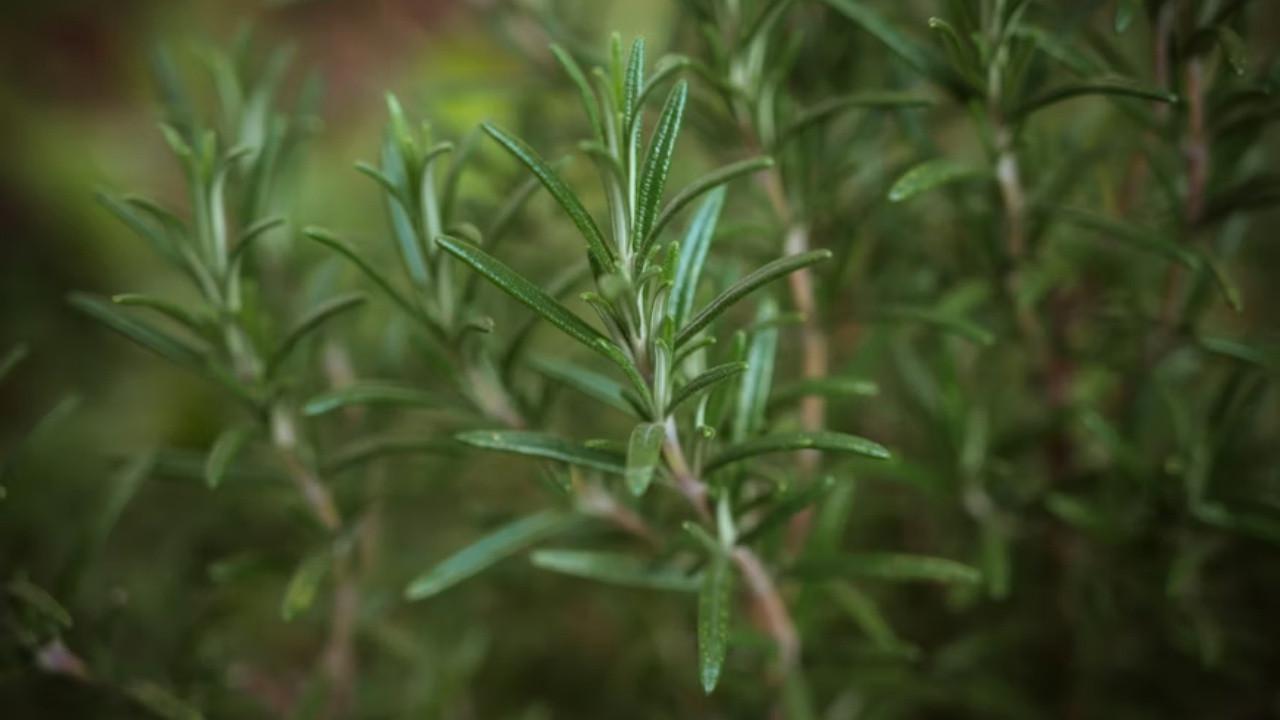 Rosemary