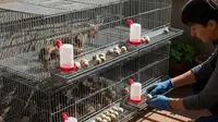 Cara Ternak Puyuh di Teras Rumah, Modal Kecil Tapi Rutin Panen dan Untung Maksimal