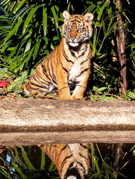 Gambar yang dirilis pada 29 Juli 2019 menunjukkan salah satu dari anak harimau Sumatera yang berumur tujuh bulan, di Kebun Binatang Taronga, Sydney. Ada sekitar 380 harimau Sumatera di alam liar saat ini dan merupakan salah satu satwa yang terancam punah. (RICK STEVENS/ARONGA ZOO/AFP)