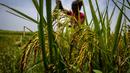 Seorang wanita suku Karbi memanen padi di ladang di pinggiran Gauhati, India, Senin (23/5/2022). Secara historis dan nenek moyang mereka menyebut diri mereka Arleng (harfiah "manusia" dalam bahasa Karbi) dan disebut Karbi oleh orang lain. (AP Photo/Anupam Nath)