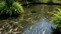 12 Ikan Air Tawar yang Bisa Menjadi Cadangan Pangan Saat Kondisi Darurat