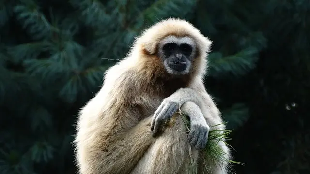 Potret Siamang (Sumber: Pixabay)