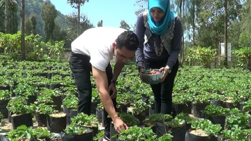 Kebun Strawberry di Lereng Gunung Bromo