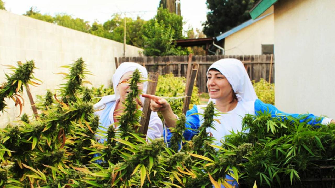 Biarawati Menanam Ganja