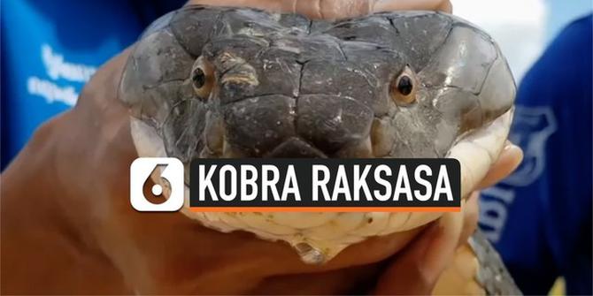 VIDEO: Hebat, Tangkap Kobra Raksasa dengan Tangan Kosong