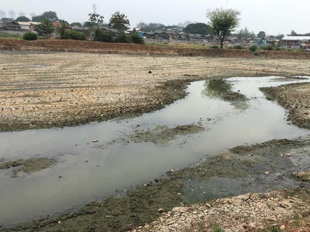 Kondisi Waduk Ria Rio yang kering kerontang akibat kemarau panjang