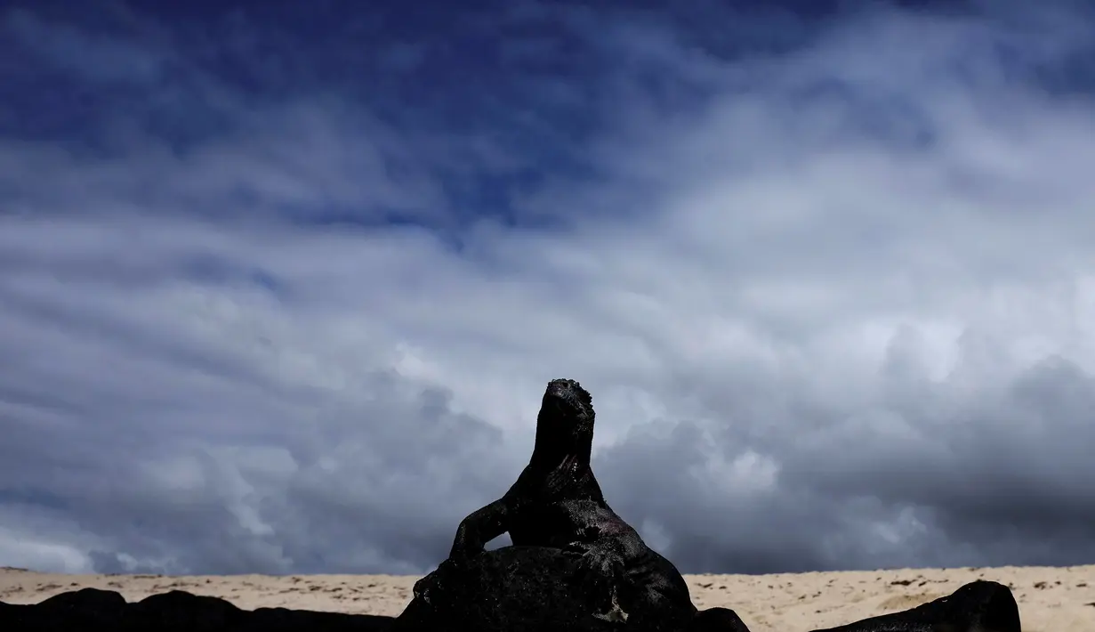 Seekor Iguana sedang berjemur diatas bebatuan di Santa Cruz, Taman Nasional Galapagos di Ekuador, 7 Oktober 2016. Di Santa Cruz terdapat dua iguana jenis darat dan laut khas Galapagos yang berkembang biak di sekitar Tortuga bay. (Reuters/Nacho Doce)
