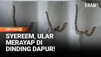 Menegangkan! Ular Banjang Taring Merayap di Tembok Dapur