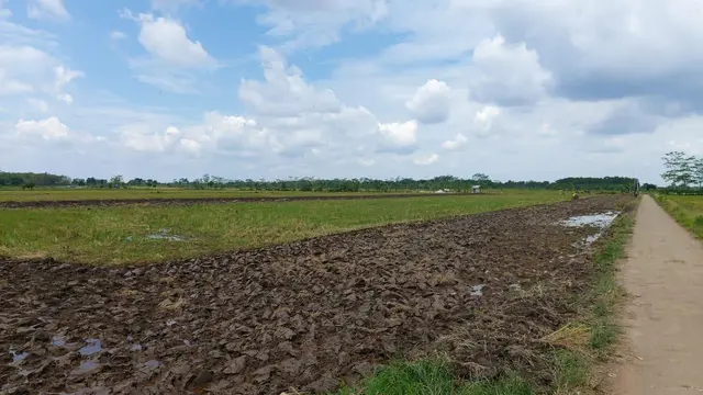 Ditjen PSP Kementan Percepat Pengolahan Lahan di Lokasi Food Estate