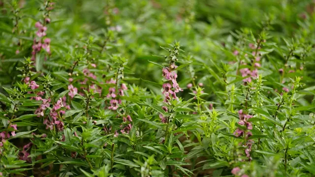 Dwarf Beardtongue. Tanaman Kecil dengan Daya Tarik Besar