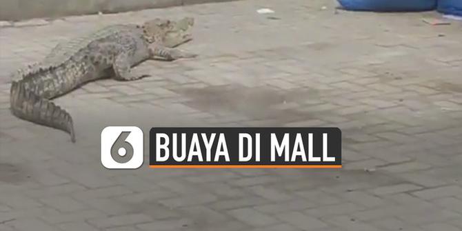 VIDEO: Viral Penemuan Buaya di Parkiran Mall