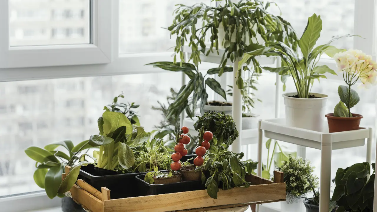 Kebun sayur di teras rumah kecil (Foto: freepik)