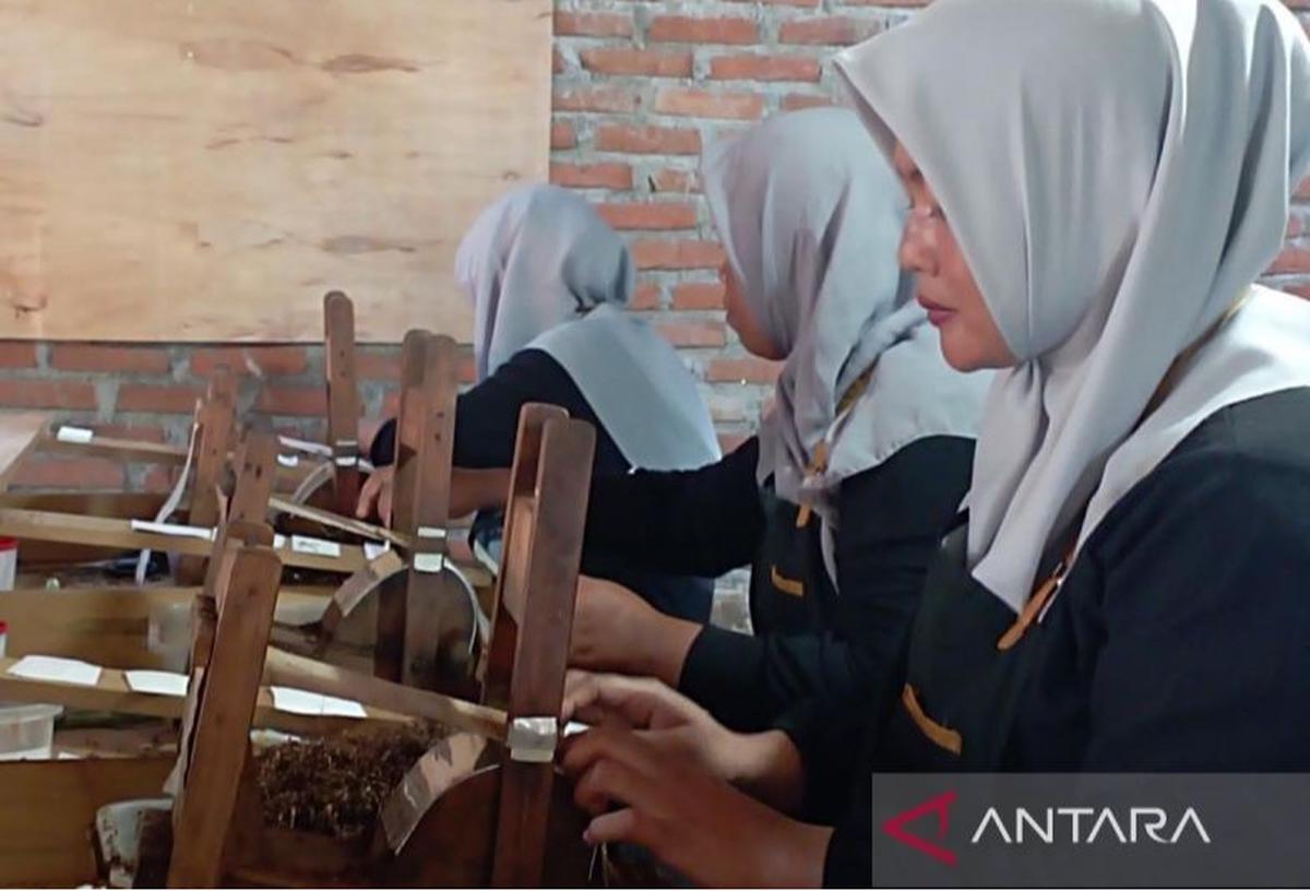 Produksi Rokok di Aceh Meningkat Pesat: Haba Rokok sebagai Contoh Kesuksesan