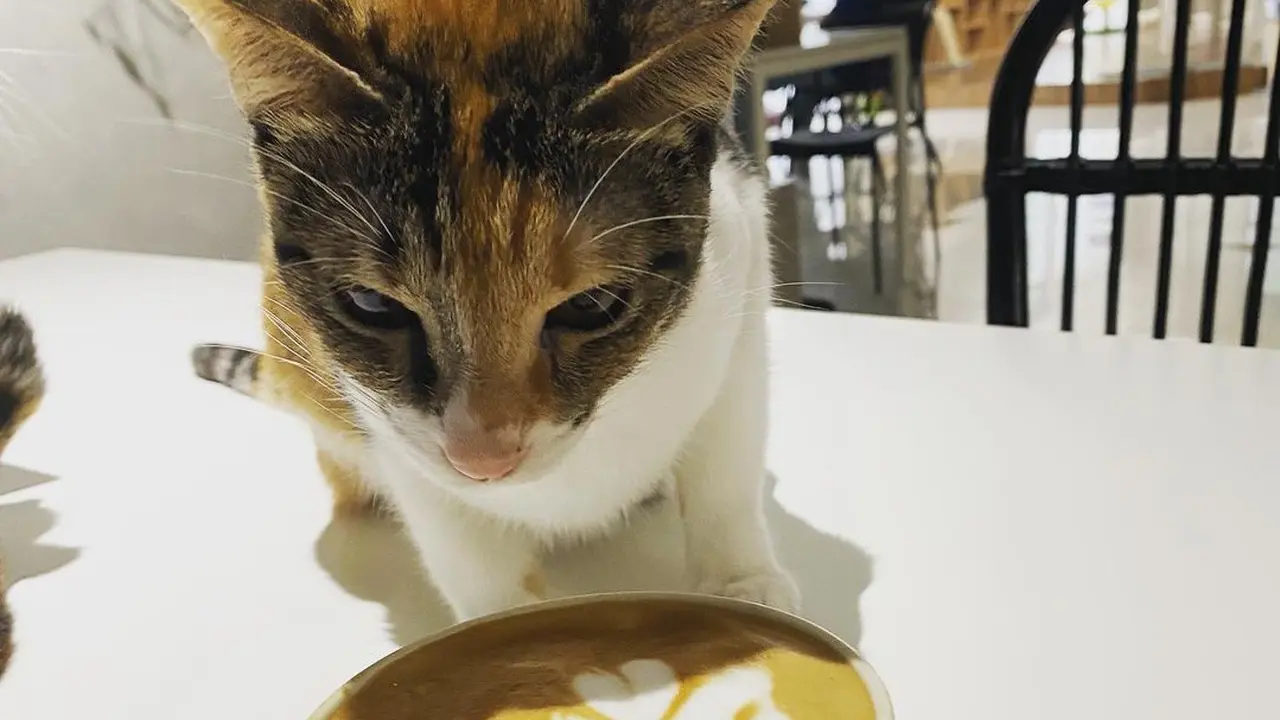 Calicoffice, Coworking Space Anti Stres Bisa Kerja Sambil Main Bersama Kucing
