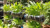 Cara Menanam Kangkung di Botol Bekas yang Mudah Dirawat, Praktis untuk Pemula