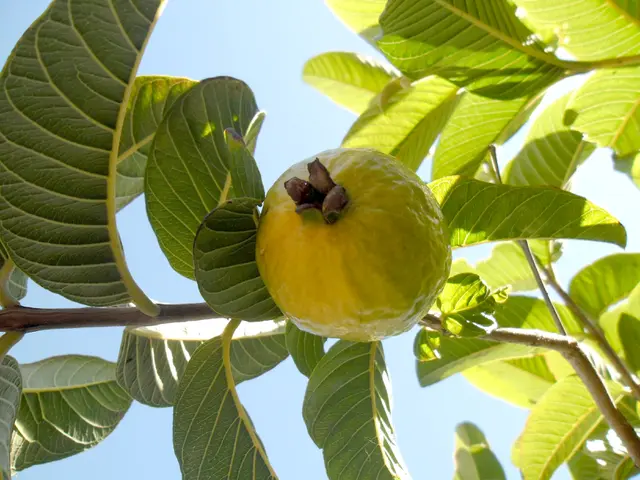 Menghilangkan Jerawat Dengan Daun Jambu Biji Beauty Fimela 