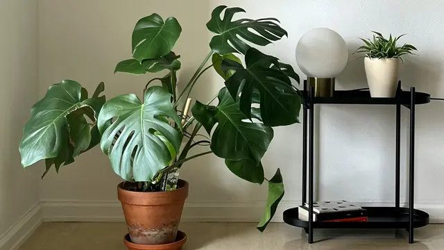 Monstera Deliciosa