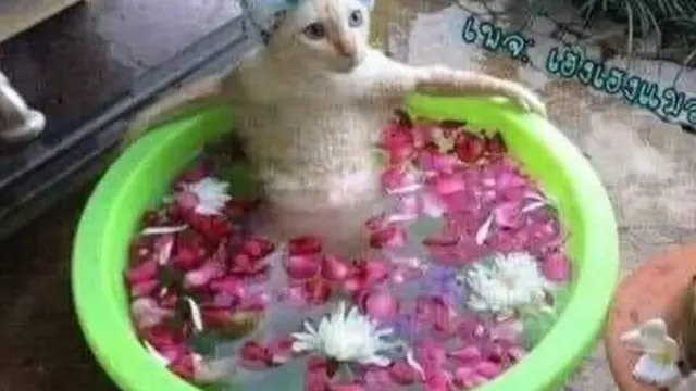 6 Potret Lucu Kucing saat Mandi Ini Curi Perhatian, Bikin Gemas