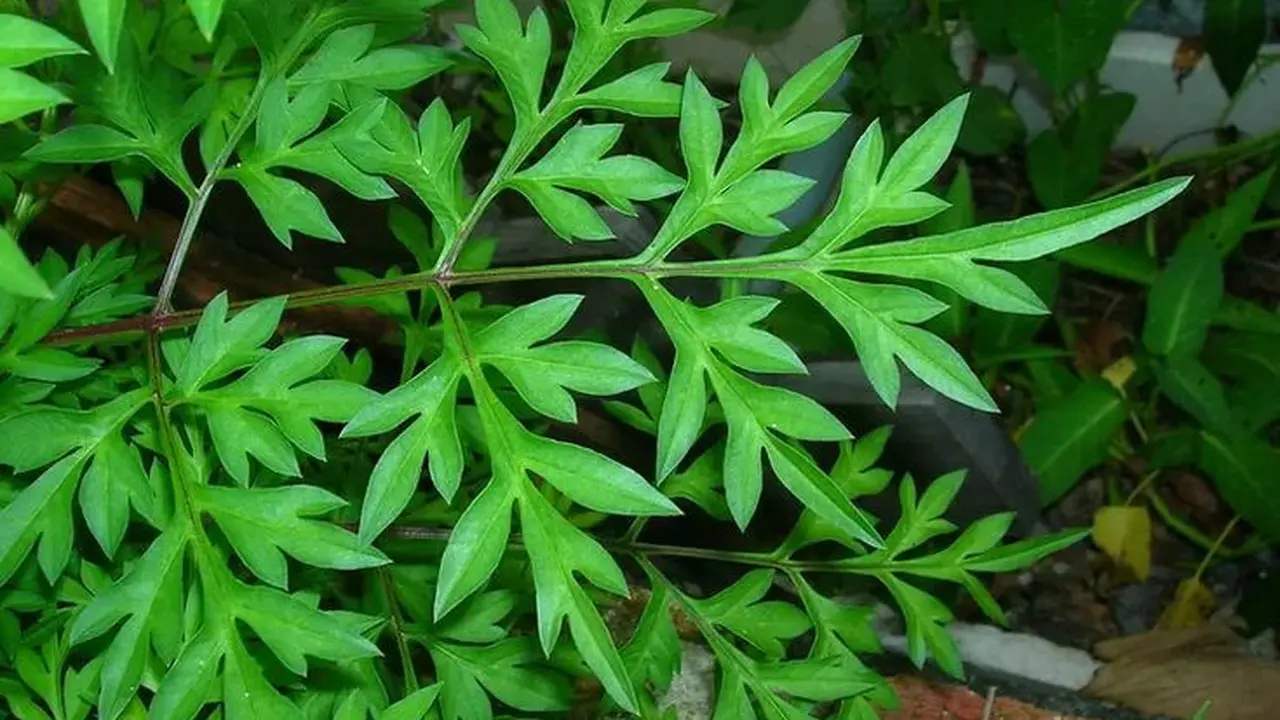 Daun Kenikir. (foto: Pinterest/Beritatren.com).