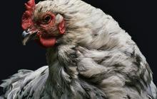 Wajah Ayam Ternyata juga Bisa Berubah Warna saat Marah, Ini Buktinya