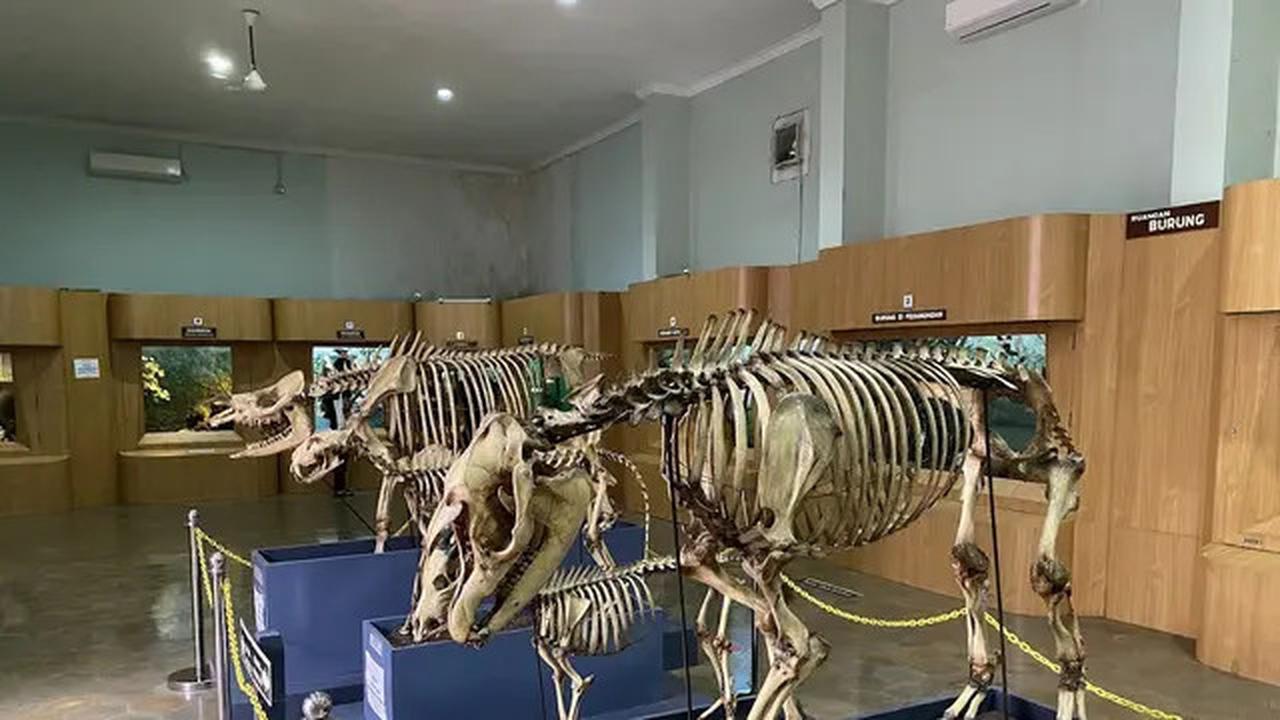 Renovasi Museum Zoologi Bogor Telah Rampung, Kini Tampil Lebih Modern Lengkap Setelah 130 Tahun