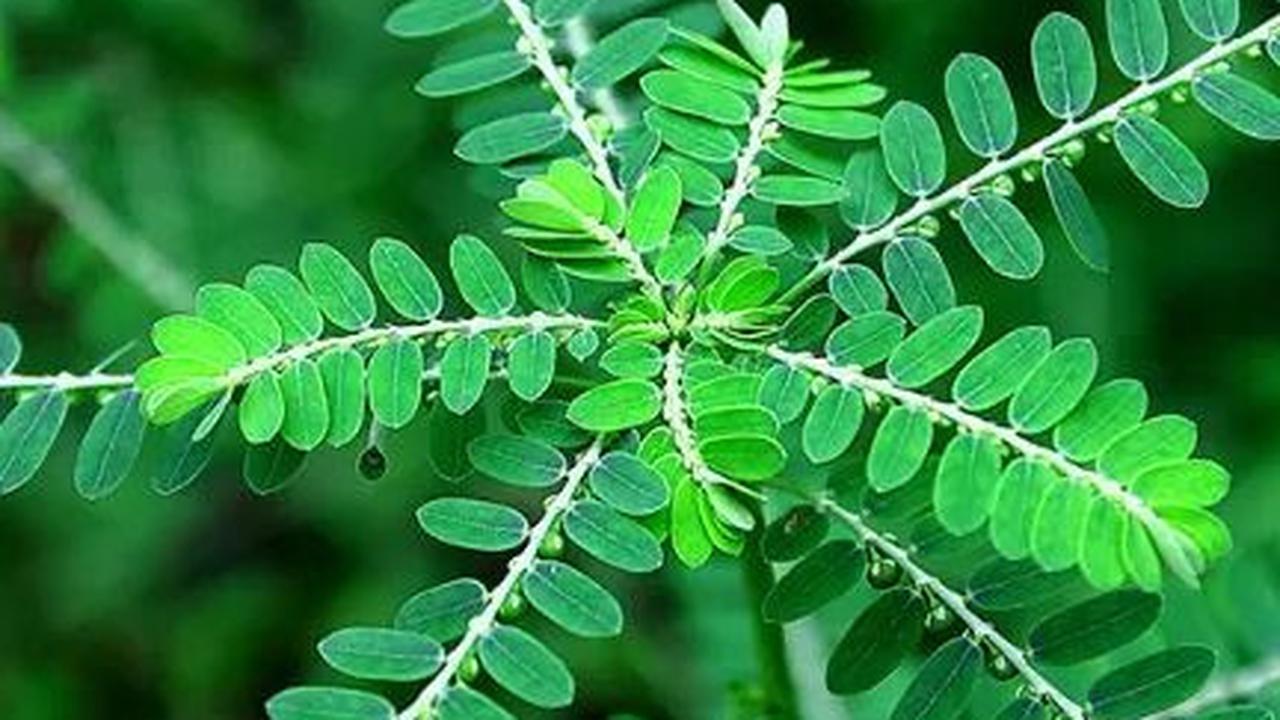 Daun meniran telah lama menjadi bagian tak terpisahkan dari warisan pengobatan herbal Indonesia, dikenal karena khasiatnya yang menakjubkan. Ya, sebagai tumbuhan yang berkembang secara alami di berbagai wilayah tropis, meniran menarik perhatian karena sej