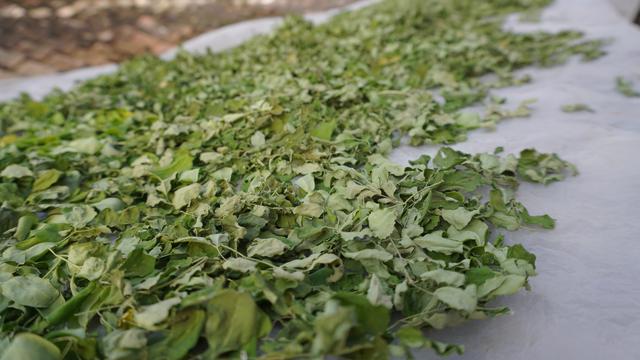 Kelor yang akan diolah di Kelorida, dikeringkan di tempat yang teduh.