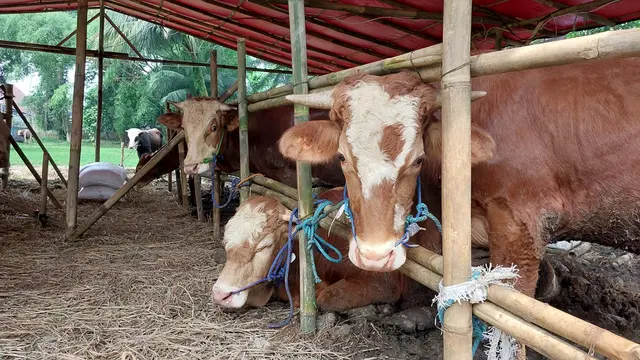 Bursa Hewan Qurban (BHQ), Kota Bogor, Jawa Barat. (Foto: Liputan6.com/Arief RH)
