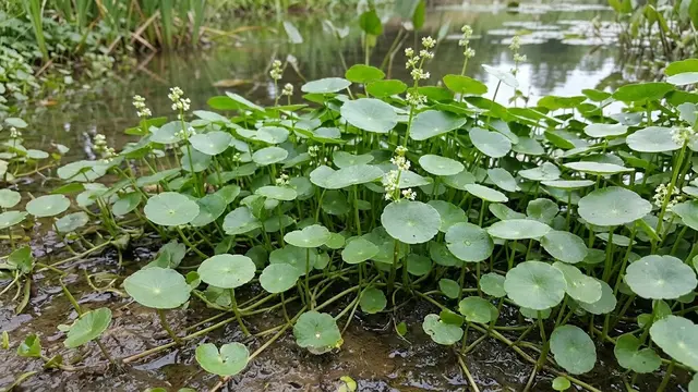 Hydrocotyle verticillata