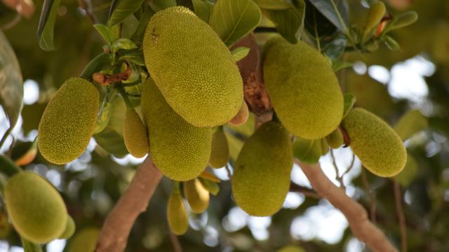 Ilustrasi nangka muda