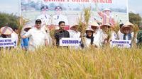 Ketua Komisi IV DPR RI, Siti Hediati Hariyadi atau Titiek Soeharto menyaksikan Sawah Pokok Murah di Kabupaten Agam Sumatera Barat, Sabtu (21/06/2025). (Tim News).