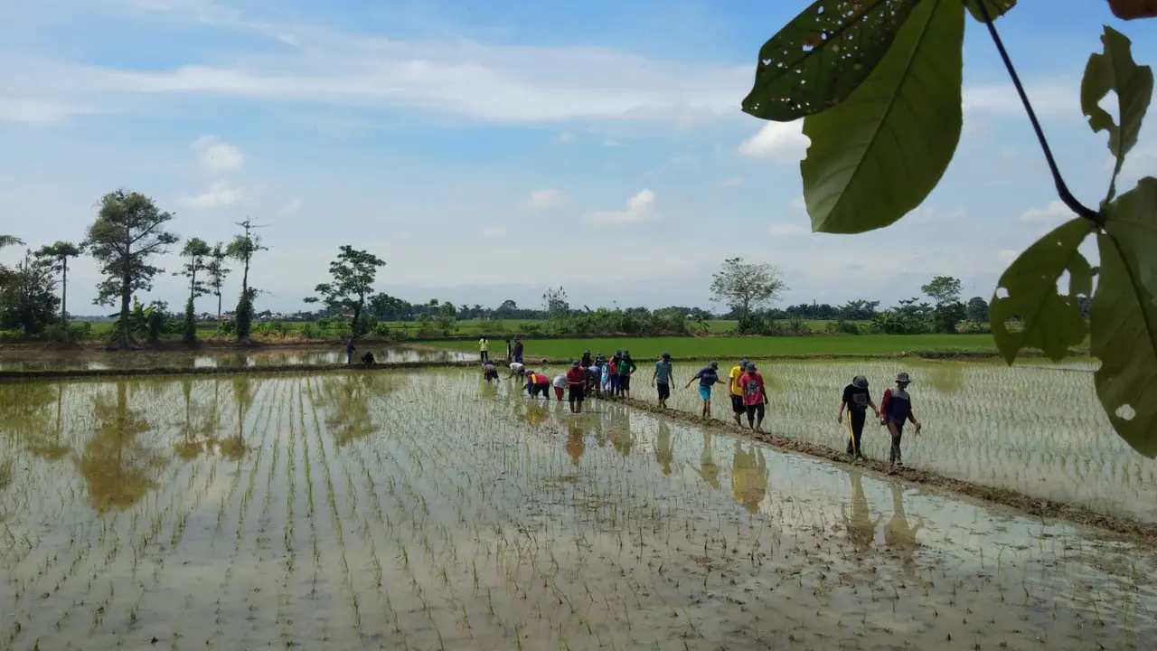 Petani Muda