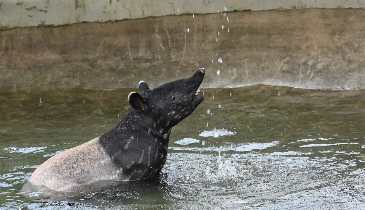 Tapir Betis betina Malaya bernama Sutera bermain di kolam renangnya di taman Night Safari, Singapura (7/10/2019). Tapir Betis belang dan berbintik-bintik yang terancam punah, lahir 25 Juli 2019 adalah generasi keempat dari tapir Malaya yang lahir di taman margasatwa malam pertama di dunia. (AFP Phot