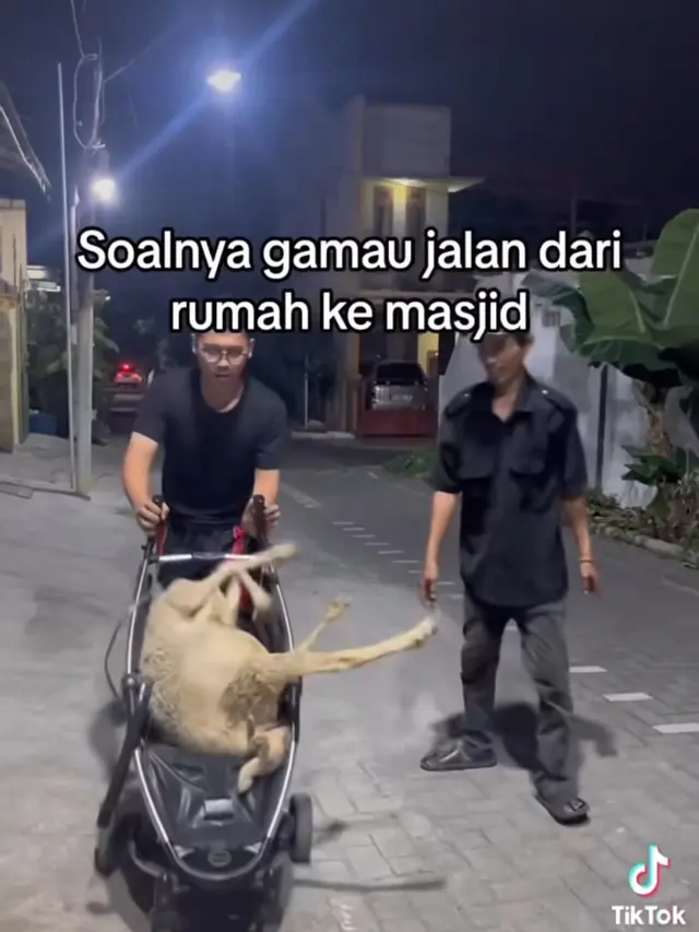 Cara Angkut Hewah Kurban Unik
