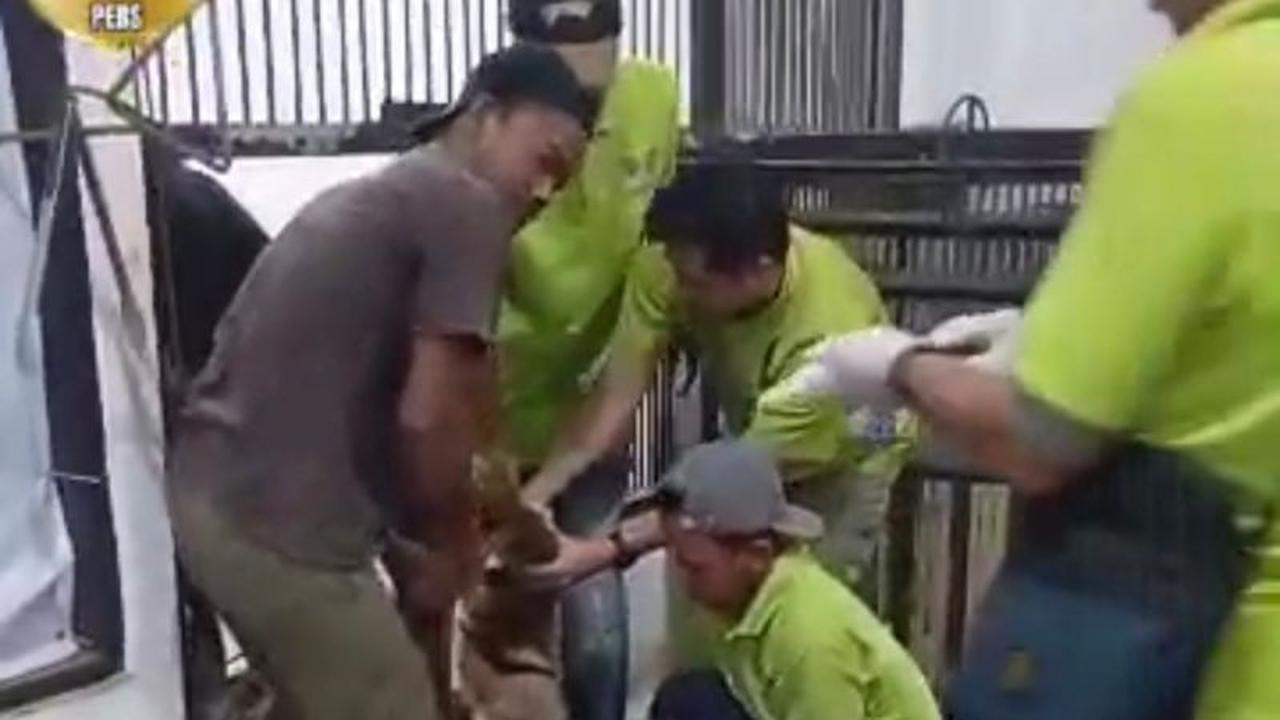 Harimau Sumatra di Lembah Hijau Mati Akibat Perdarahan Otak