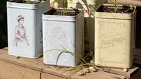 8 Ide Kebun Cabai di Kaleng Biskuit Bekas Gaya Rustic, Hemat Lahan dan Panen Melimpah