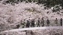 Pengunjung melihat bunga sakura musiman dari jembatan penyeberangan di distrik Roppongi di Tokyo, Kamis, 31 Maret 2022. Banyak orang berjalan di bawah pohon untuk menikmati bunga dan kelopak Sakura yang jatuh daripada minum dan makan sambil duduk. (AP Photo/Eugene Hoshiko)