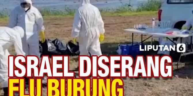 VIDEO: Ribuan Bangau Mati Akibat Serangan Flu Burung di Israel