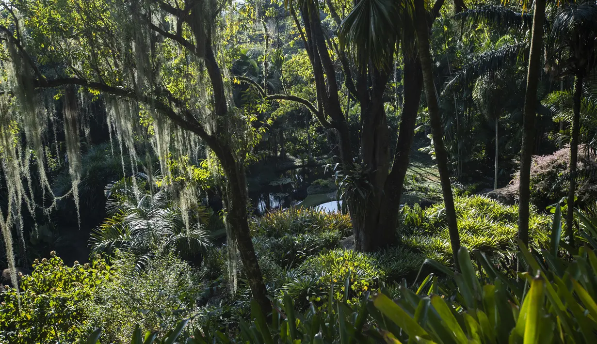 Pemandangan situs Roberto Burle Marx, yang masuk kedalam daftar situs warisan dunia UNESCO, di Rio de Janeiro, Brasil, pada 27 Juli 2021. Situs tersebut diketahui memiliki sekitar 3.500 spesies tumbuhan, dengan mayoritas tanaman tropis asli Rio. (AP Photo/Mario Lobao)