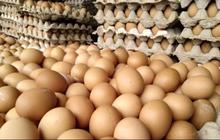 VIDEO Tips Memilih Telur Ayam