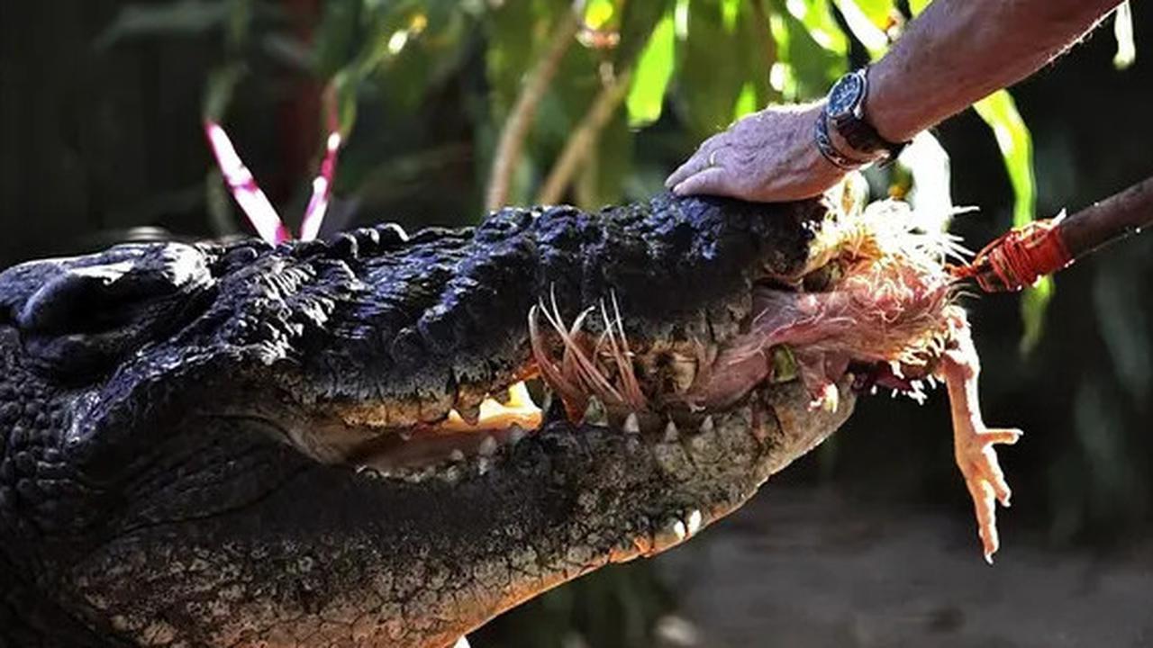 Mandi di Sungai, Lansia Tewas Diterkam Buaya