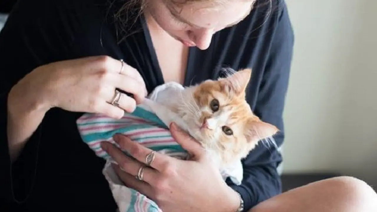 Dikira Melahirkan Bayi, Pasangan Ini Malah Lahirkan Kucing