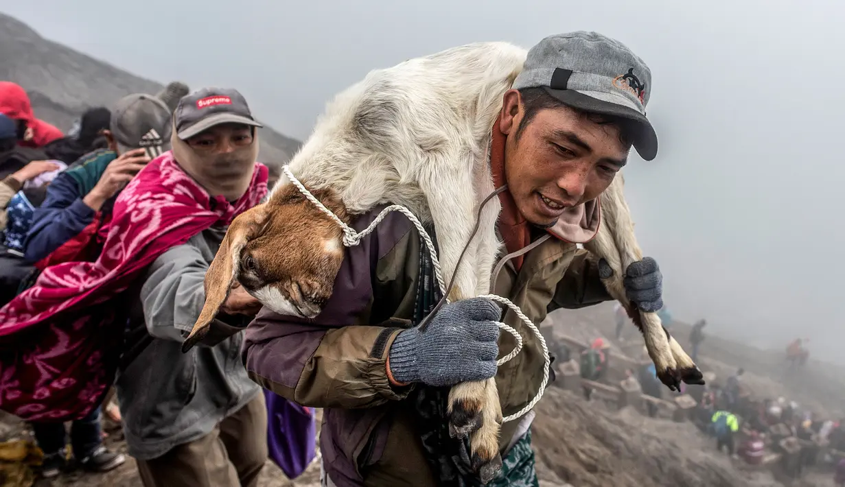 Suku Tengger membawa kambing sajen menuju puncak untuk melarungnya ke kawah dalam ritual Yadnya Kasada di Gunung Bromo, Probolinggo, Jawa Timur, Kamis (18/7/2019). Ritual Yadnya Kasada adalah upacara adat umat Hindu suku Tengger yang diselenggarakan setiap tahun. (JUNI KRISWANTO/AFP)