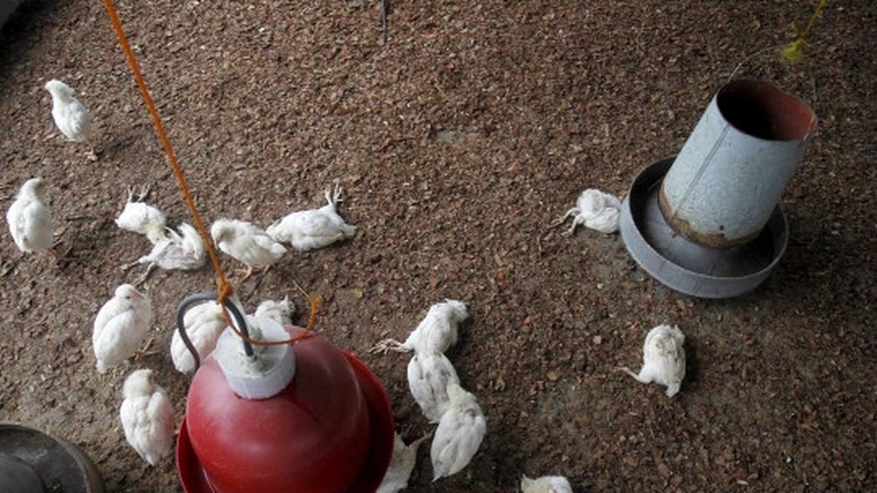 Wabah virus Flu Burung menyebar di Afrika