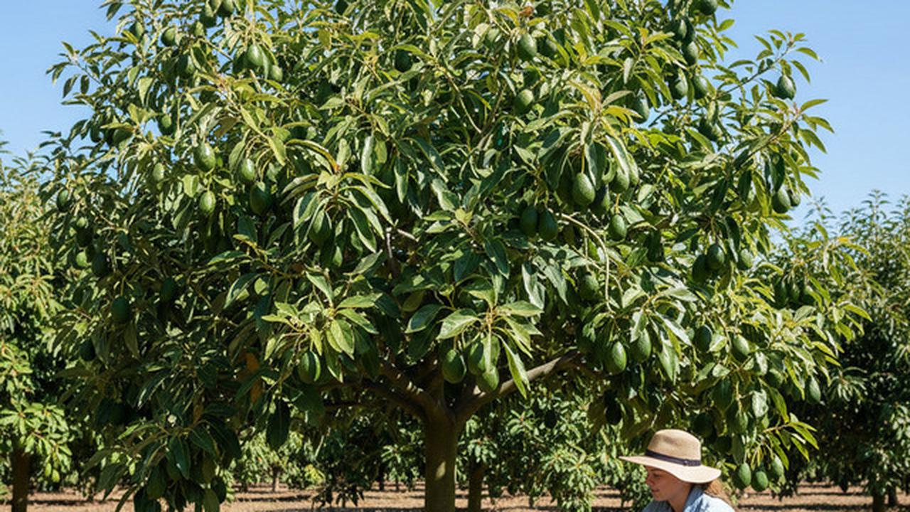 7 Cara Mencegah Buah Alpukat Busuk di Pohon Sebelum Panen