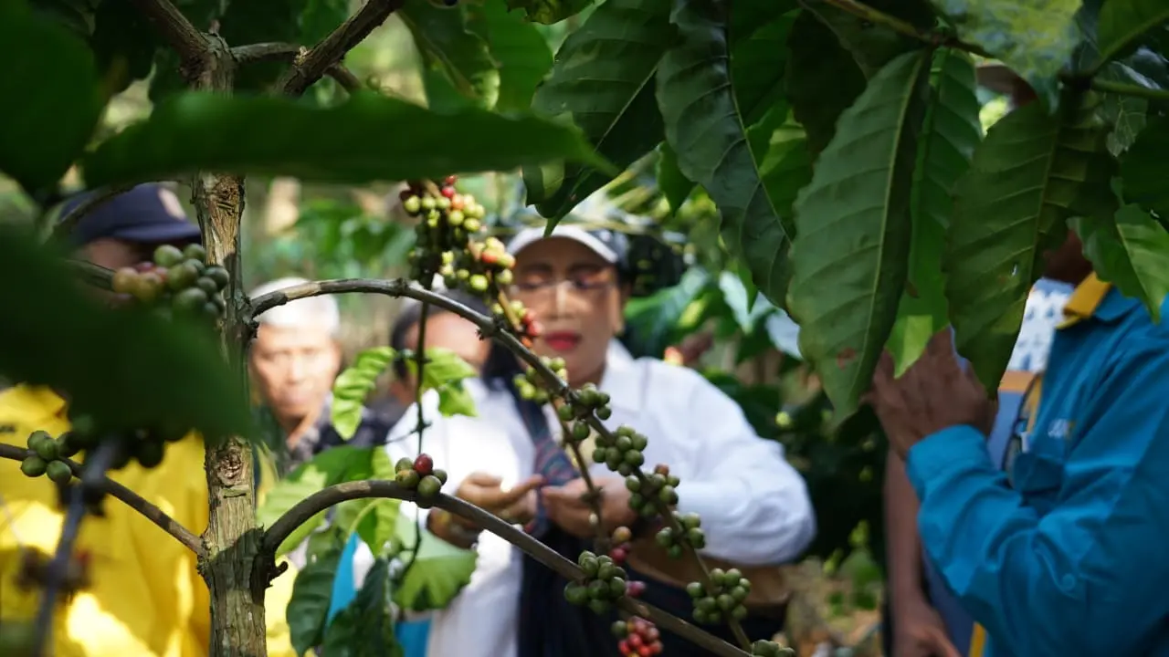Bupati Gunungkidul Panen Kopi di Lereng Gunung Gambar