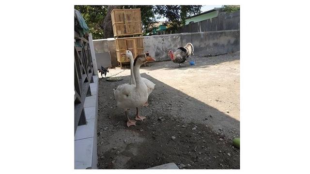 6 Potret Rumah Kekeyi di Nganjuk, Sederhana dan Pelihara Banyak Ayam