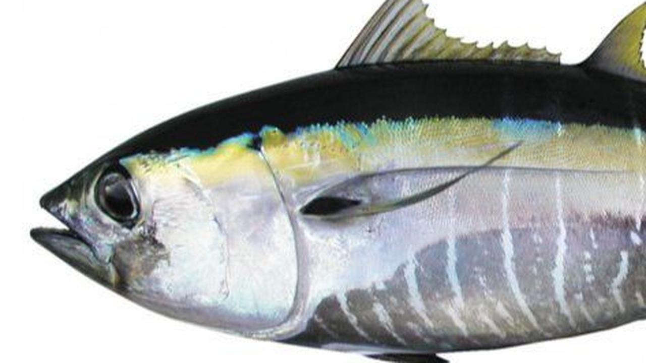 5. Ikan Tuna Mata Besar