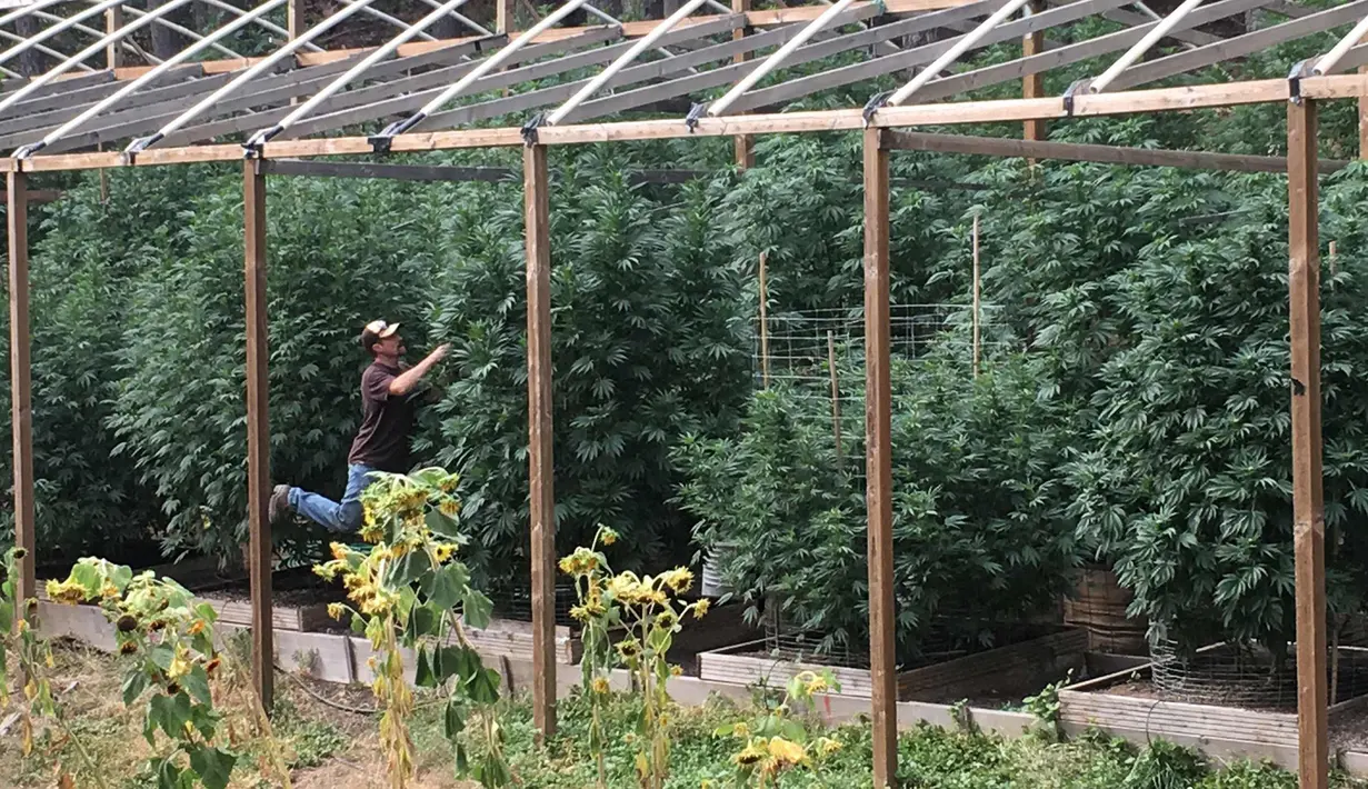 Suasana kebun ganja di pekarangan rumah Steve Dillon di Humboldt County, California pada 28 Agustus 2016. Di kebun ini terdapat sekitar 50 pohon ganja yang tumbuh segar. (REUTERS/Rory Carroll)